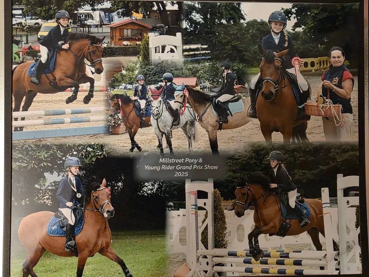 Stunning 133 schoolmaster pony - Image 4
