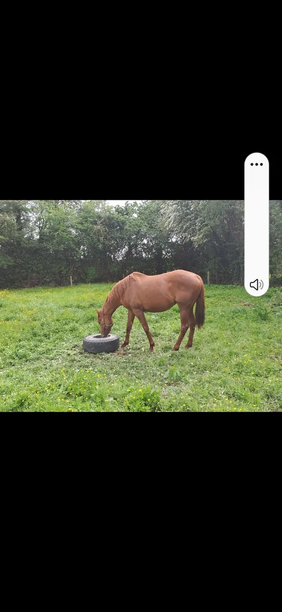 Thoroughbred broodmares - Image 1