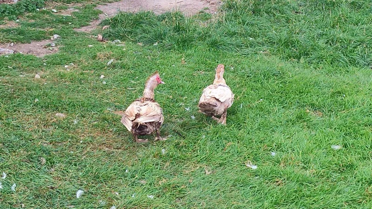 Ducks, muscovies and hens - Image 2