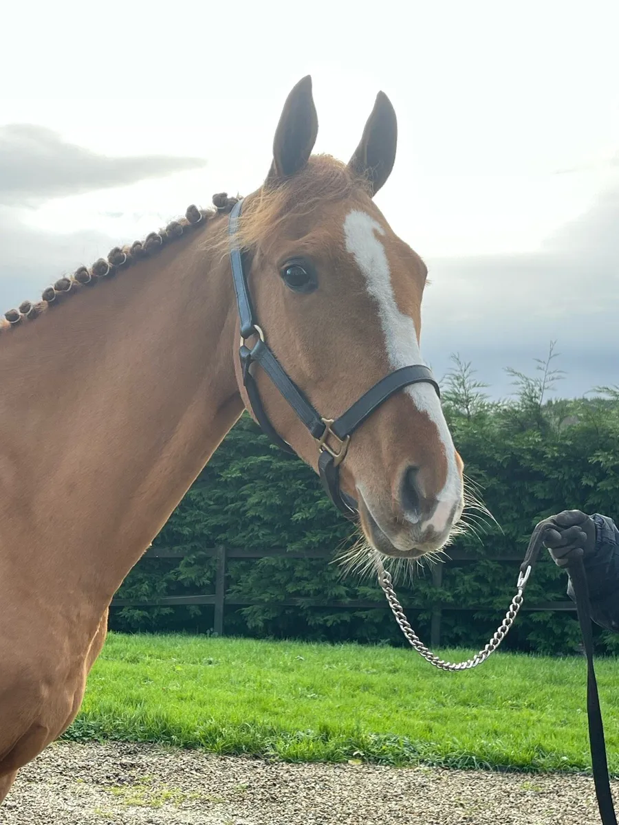 15.2h 4 year old mare - Image 1