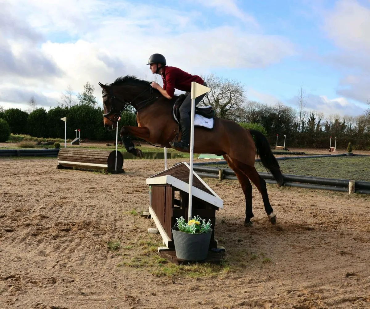 LOVELY ALLROUNDER/HUNTER - Image 3
