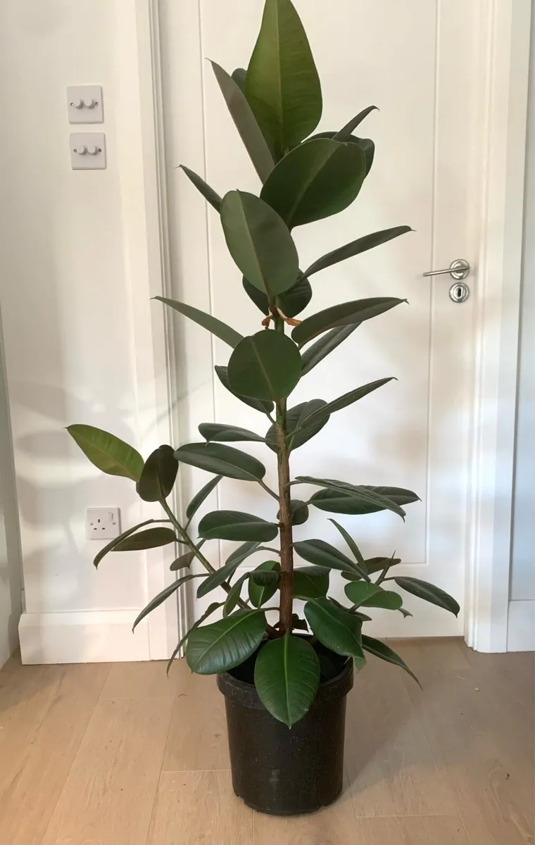 Rubber Plant - Image 1