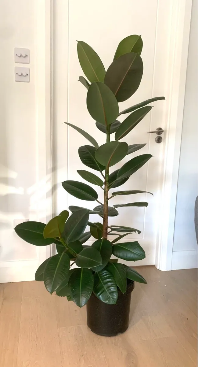 Rubber Plant - Image 2