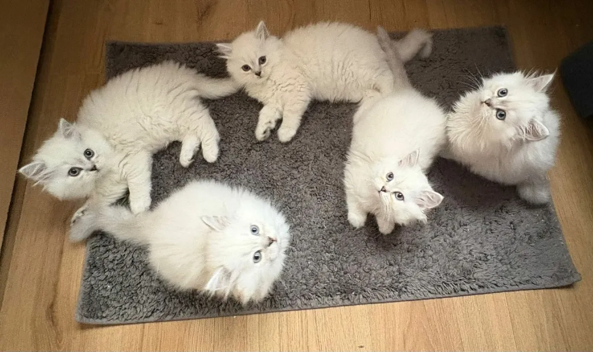 British kittens - Image 4