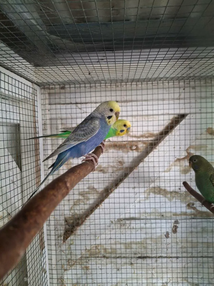 Budgies, Cages, Nestboxes - Image 1