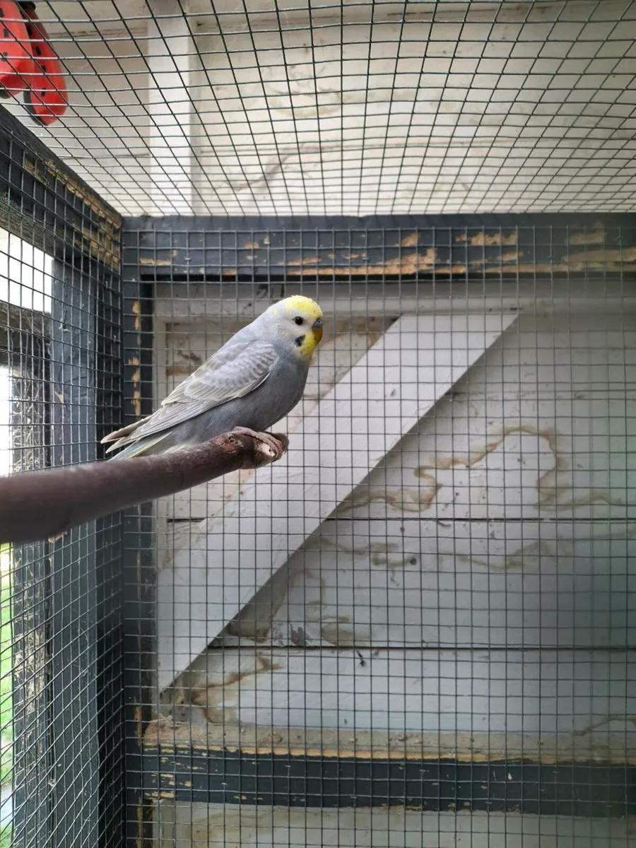 Budgies, Cages, Nestboxes - Image 2