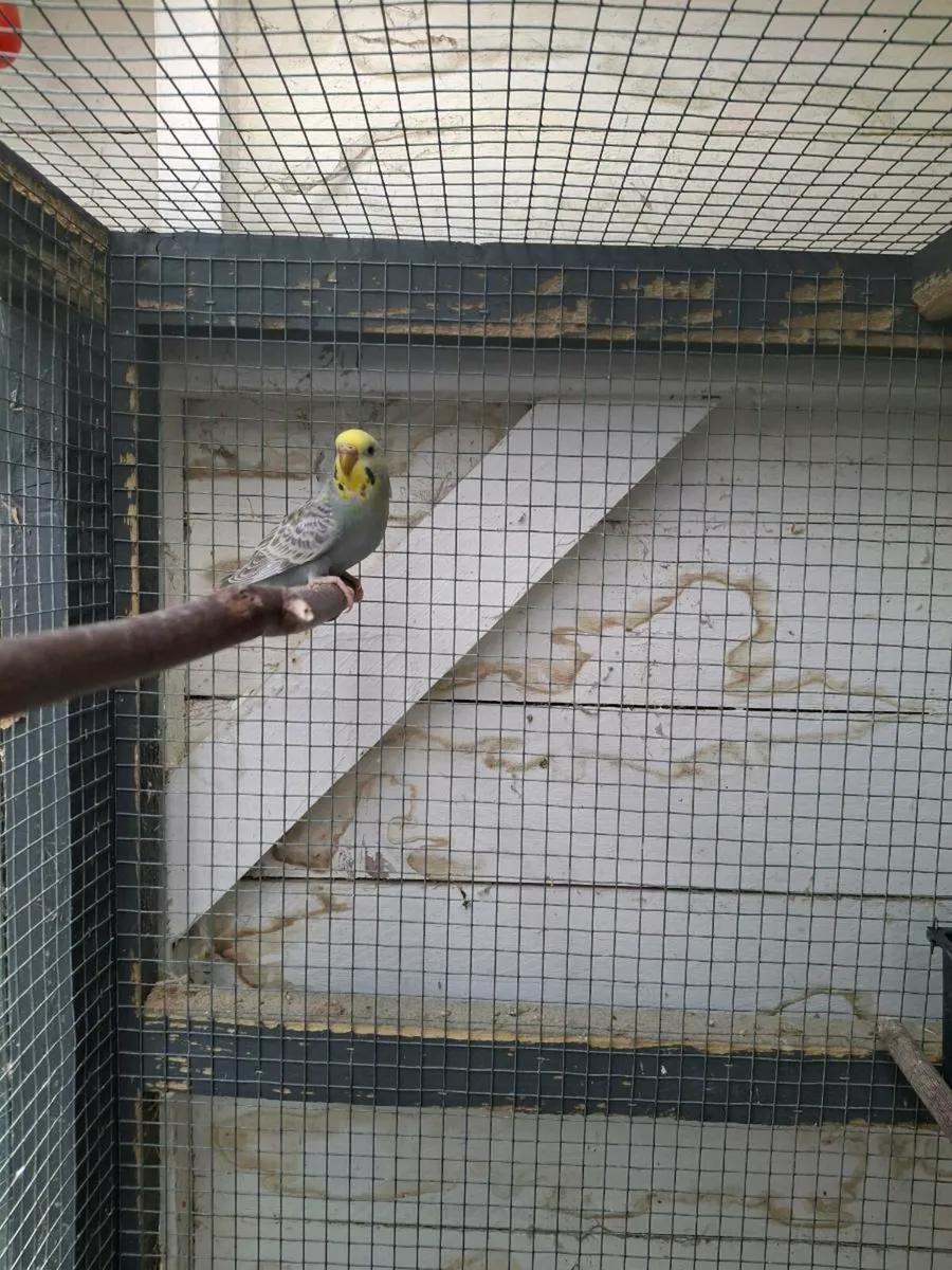Budgies, Cages, Nestboxes - Image 3