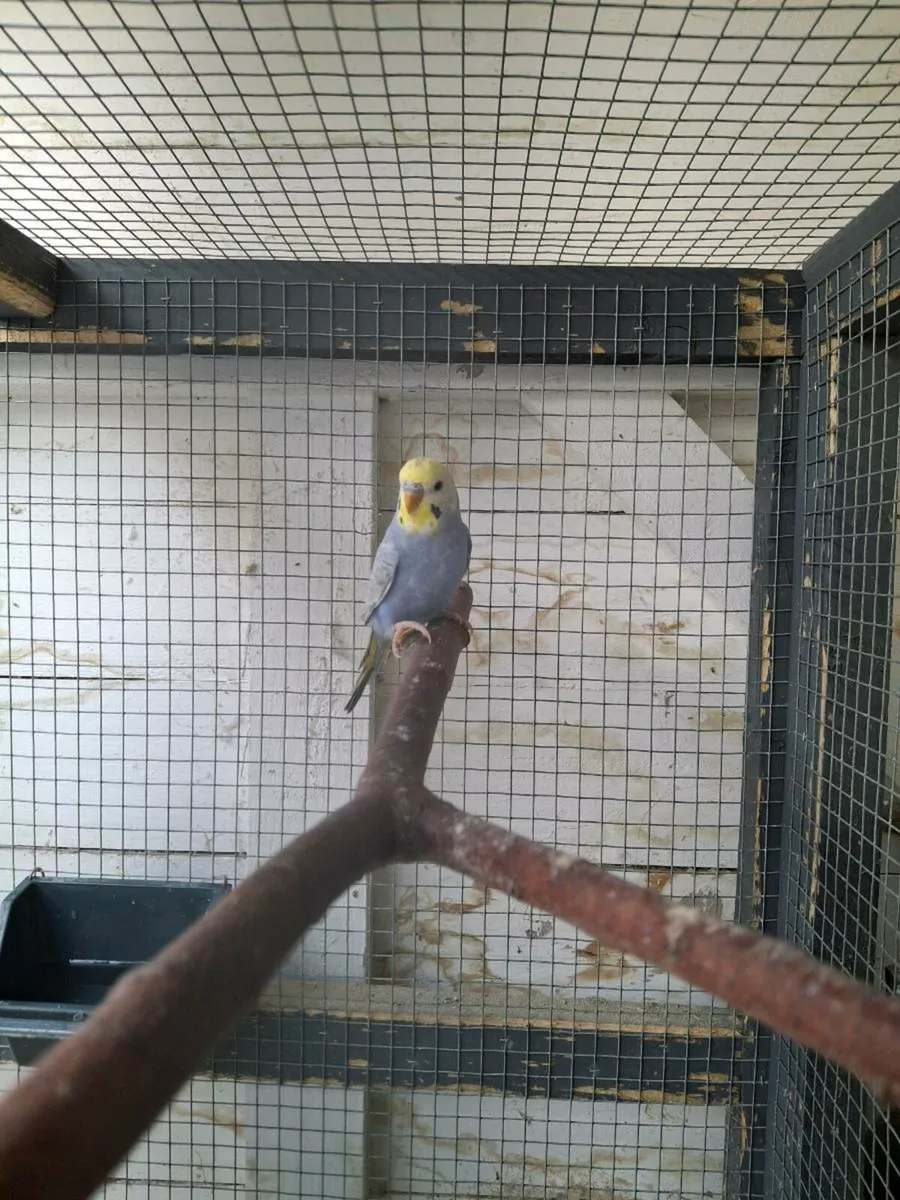 Budgies, Cages, Nestboxes - Image 4