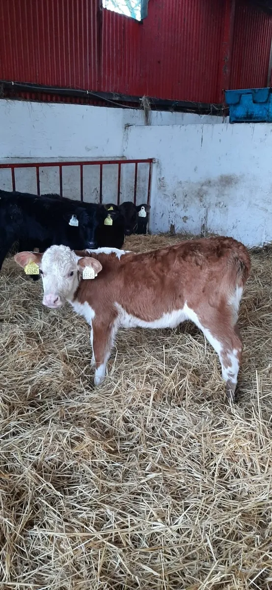3 calves for sale - Image 1