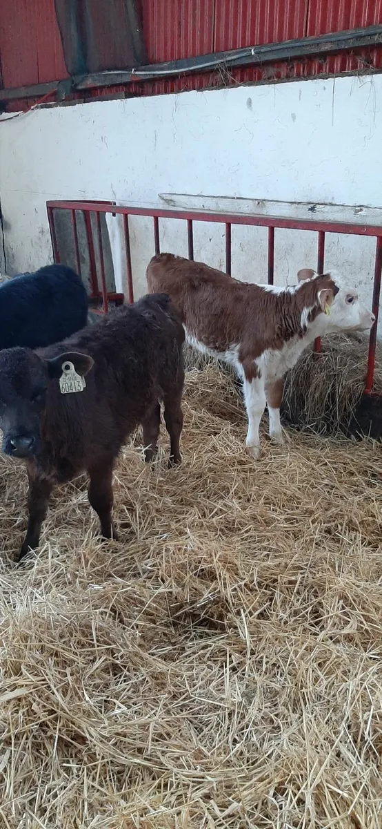 3 calves for sale - Image 2