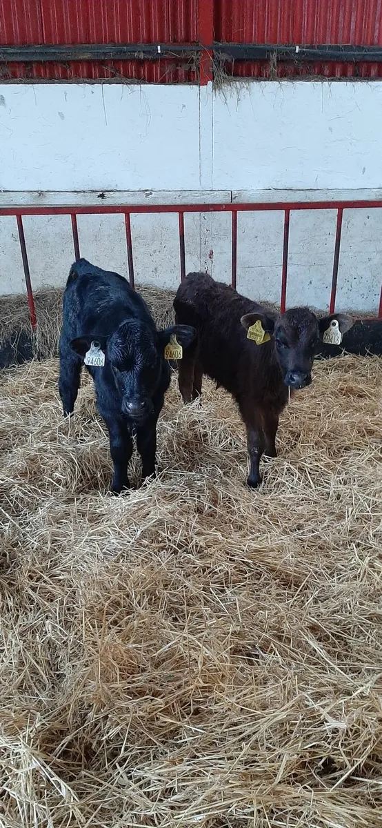 3 calves for sale - Image 3