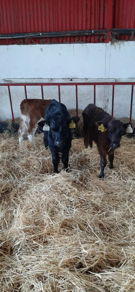 3 calves for sale - Image 4