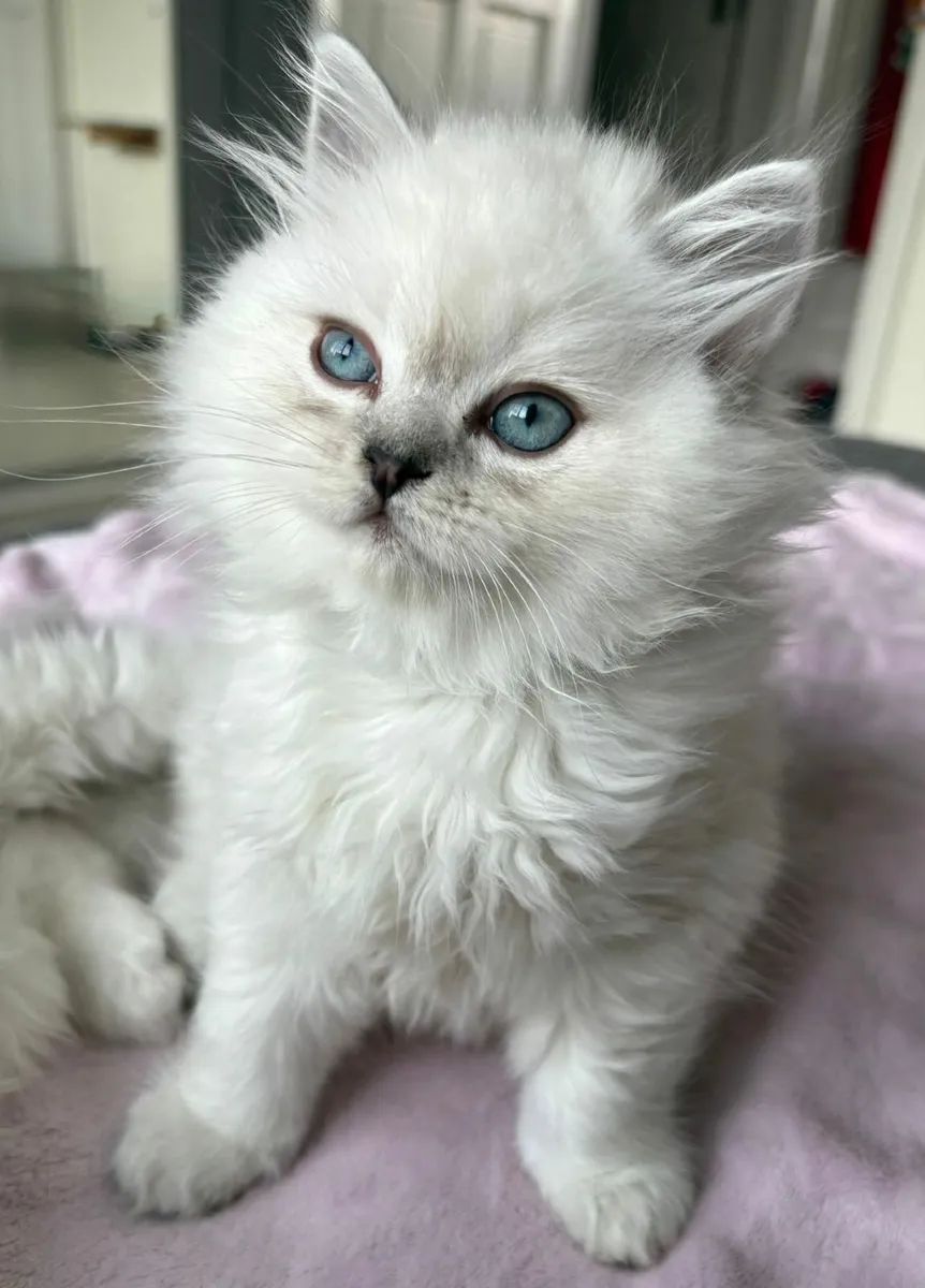 British kittens - Image 1