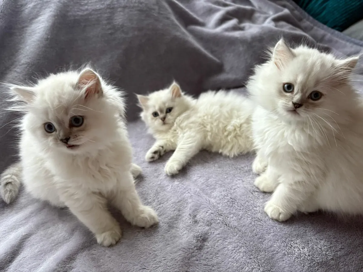 British kittens - Image 2