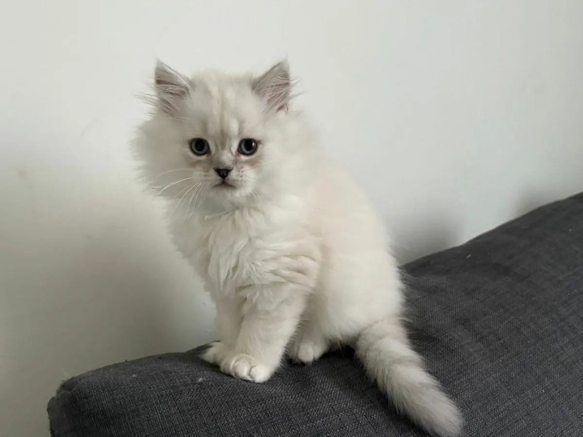 British kittens - Image 3