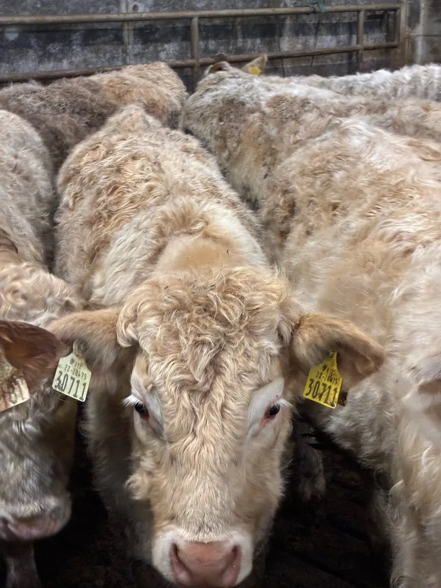 SUPER QUALITY CH BULLOCKS WEANLINGS - Image 1