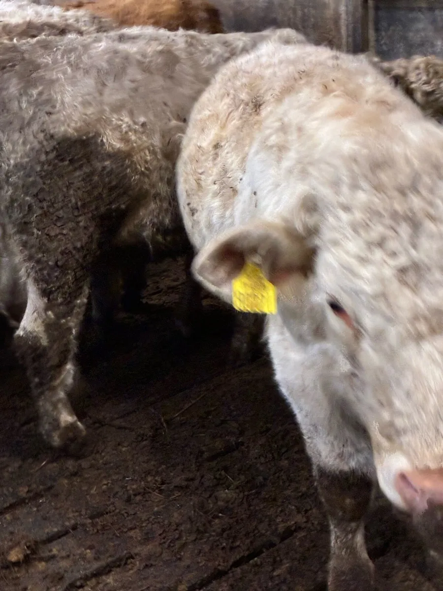 SUPER QUALITY CH BULLOCKS WEANLINGS - Image 2