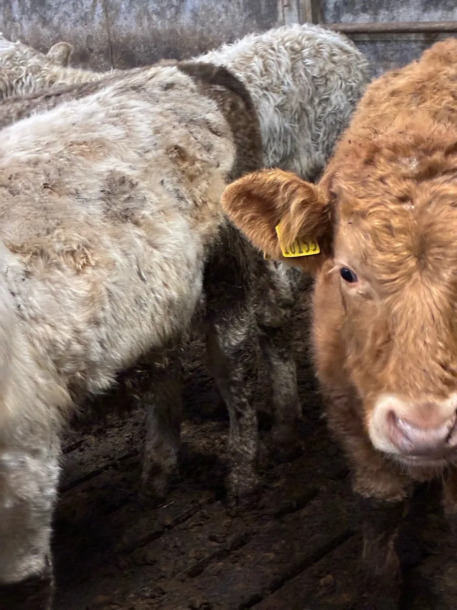 SUPER QUALITY CH BULLOCKS WEANLINGS - Image 3