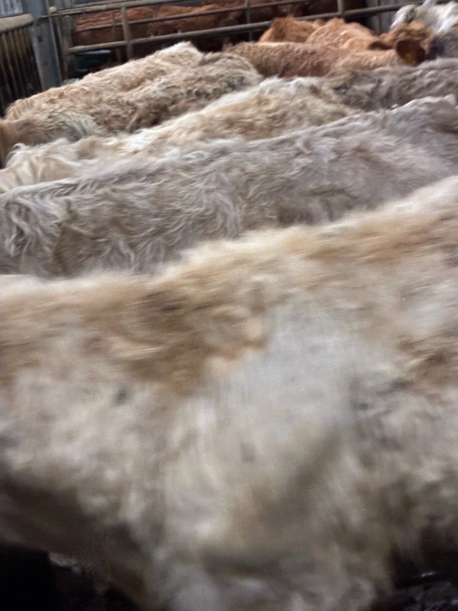 SUPER QUALITY CH BULLOCKS WEANLINGS - Image 4