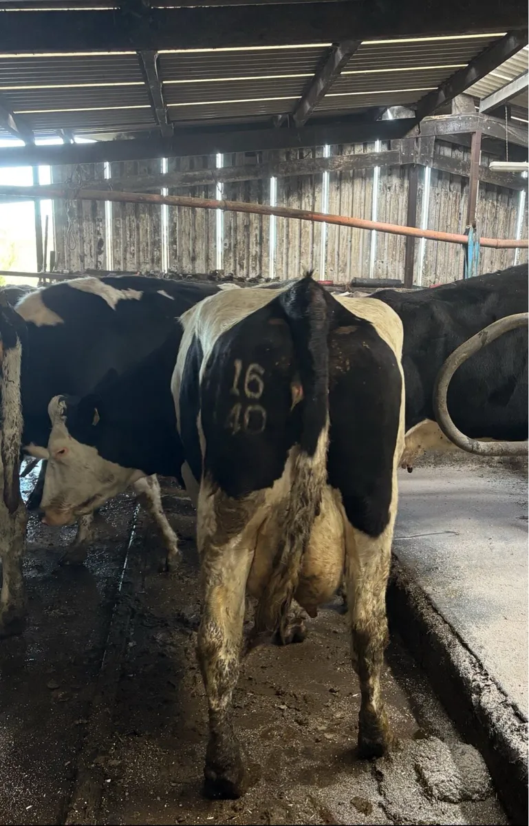Freshly calved Dairy Cow - Image 1