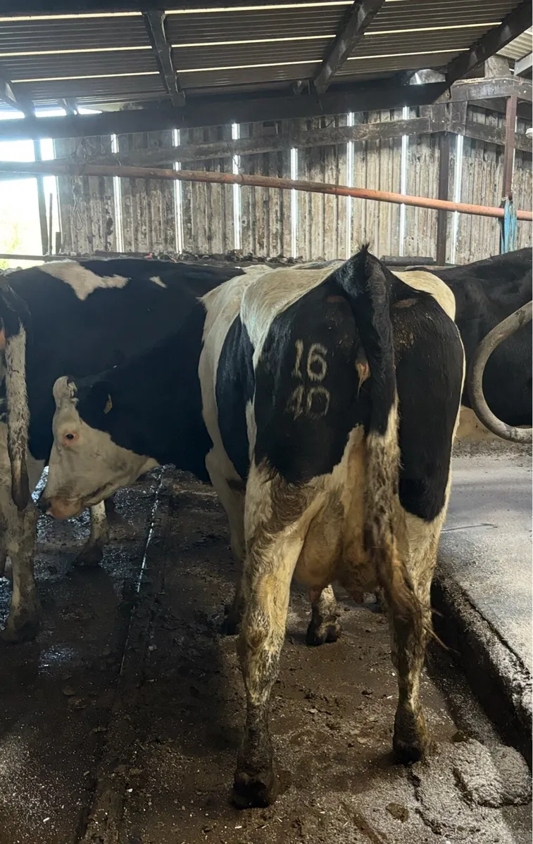 Freshly calved Dairy Cow - Image 2