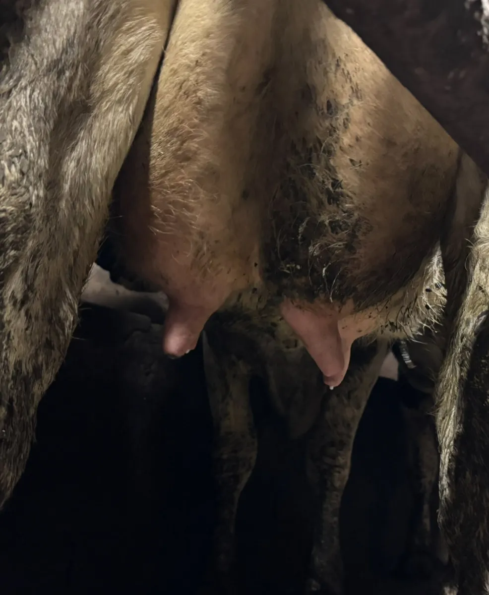 Freshly calved Dairy Cow - Image 3