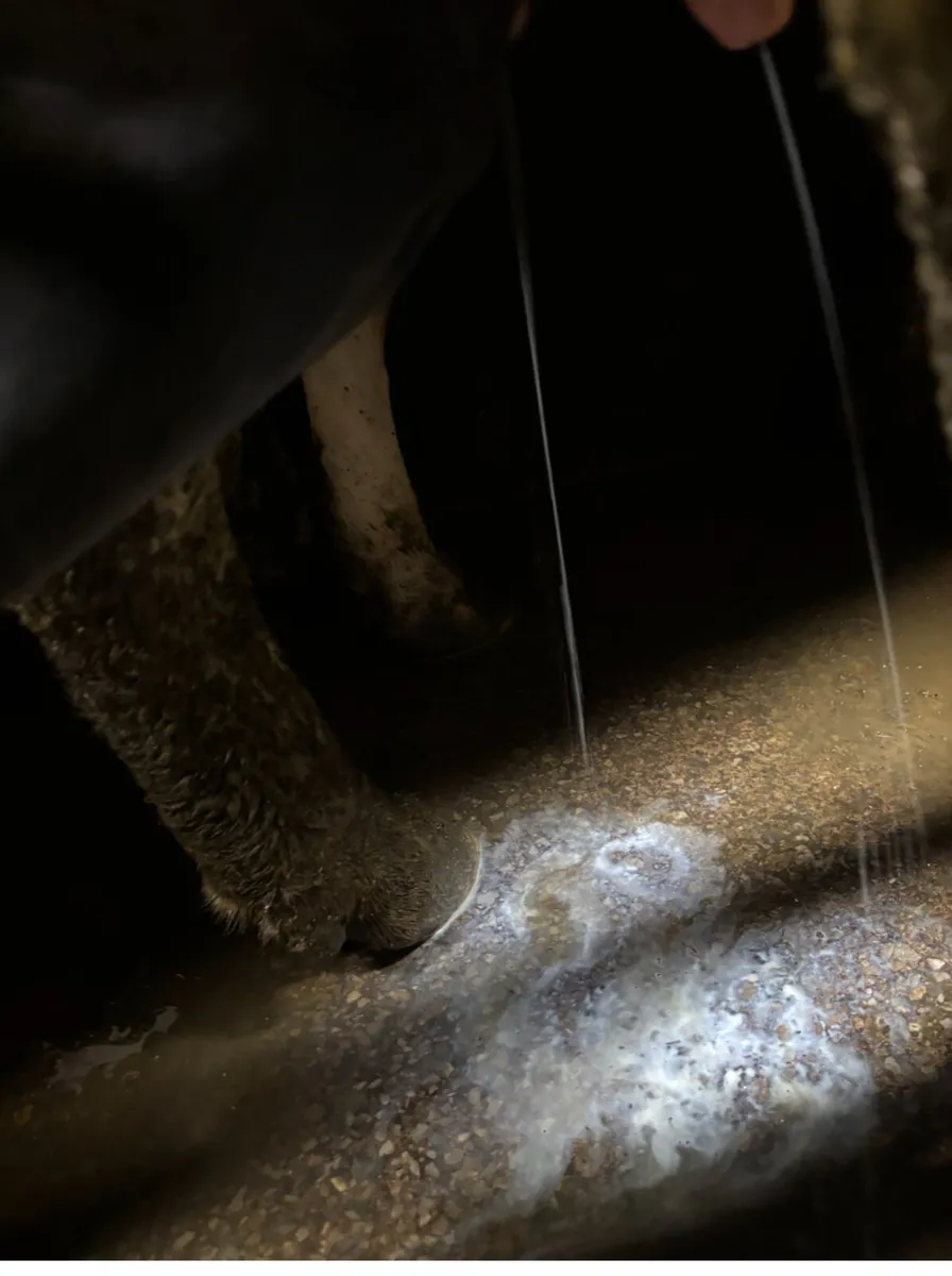 Freshly calved Dairy Cow - Image 4