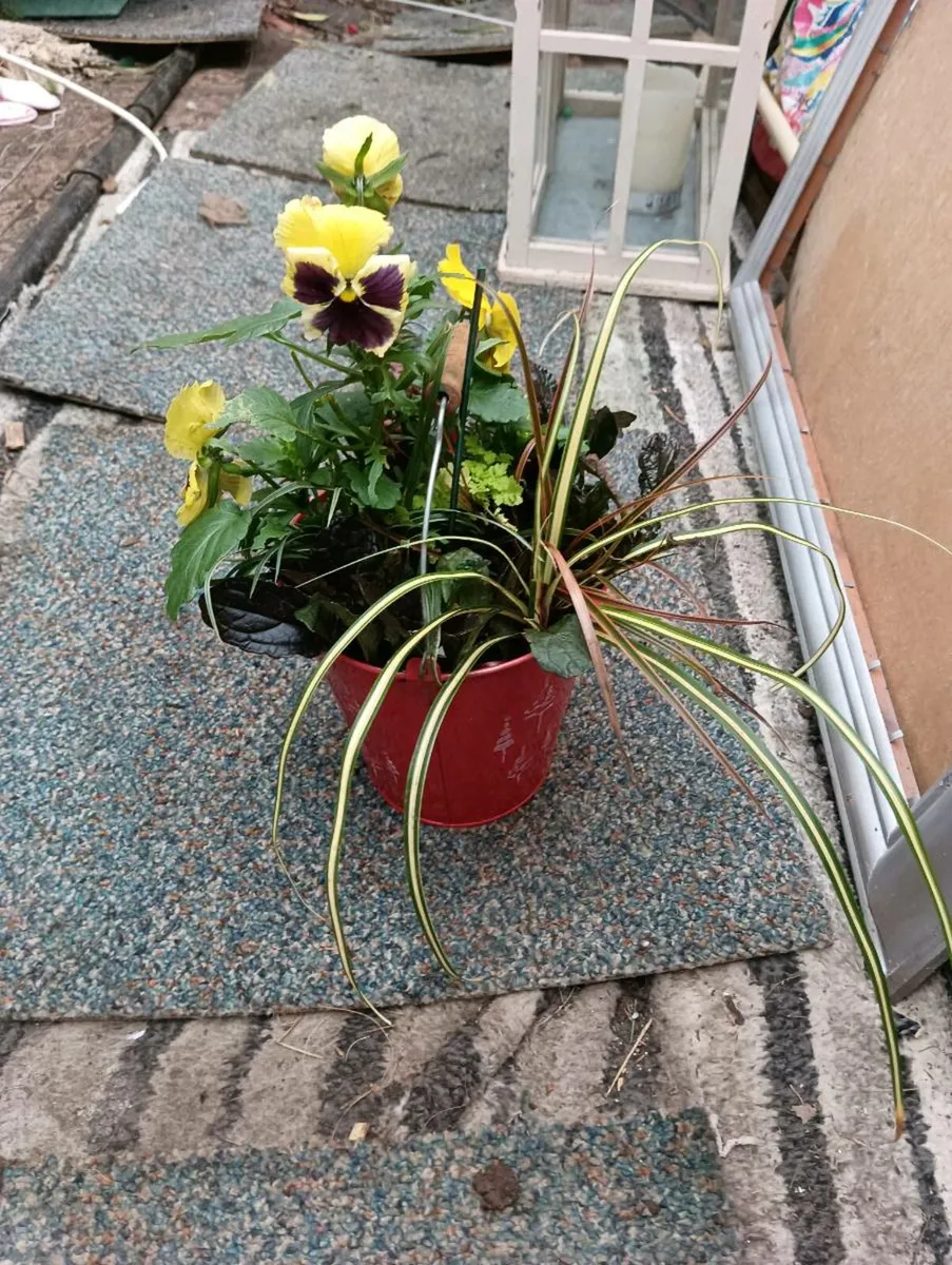 Beautiful Christmas pots 2 for 10 - Image 1