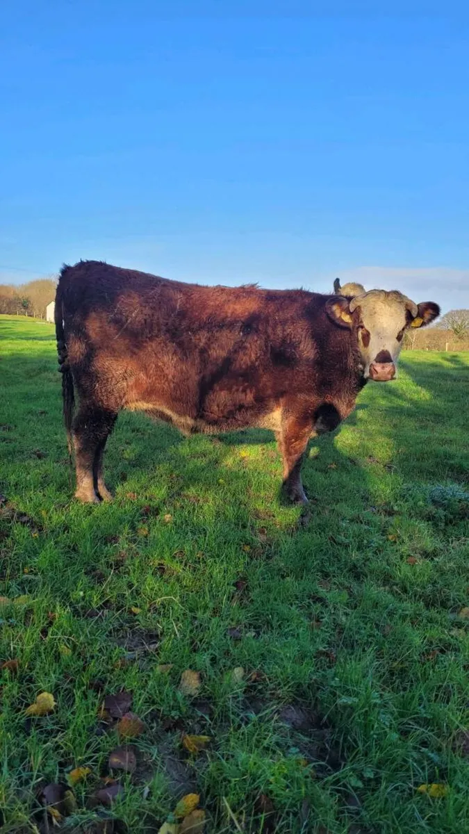 Incalf heifer - Image 1