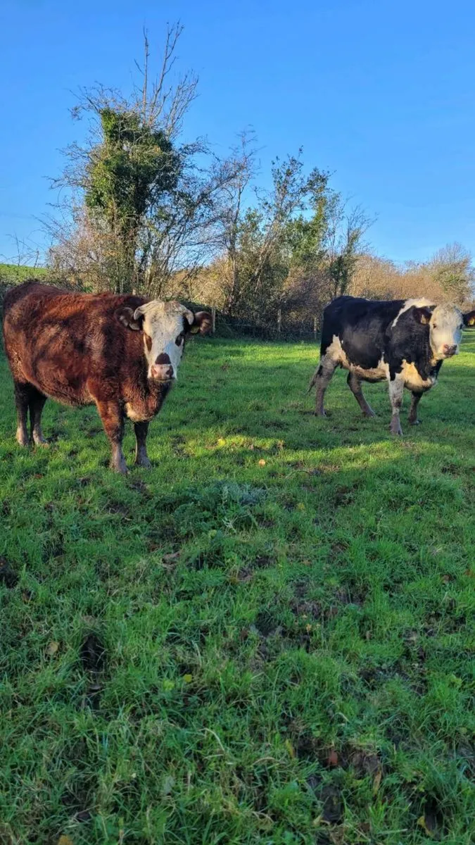 Incalf heifer - Image 2