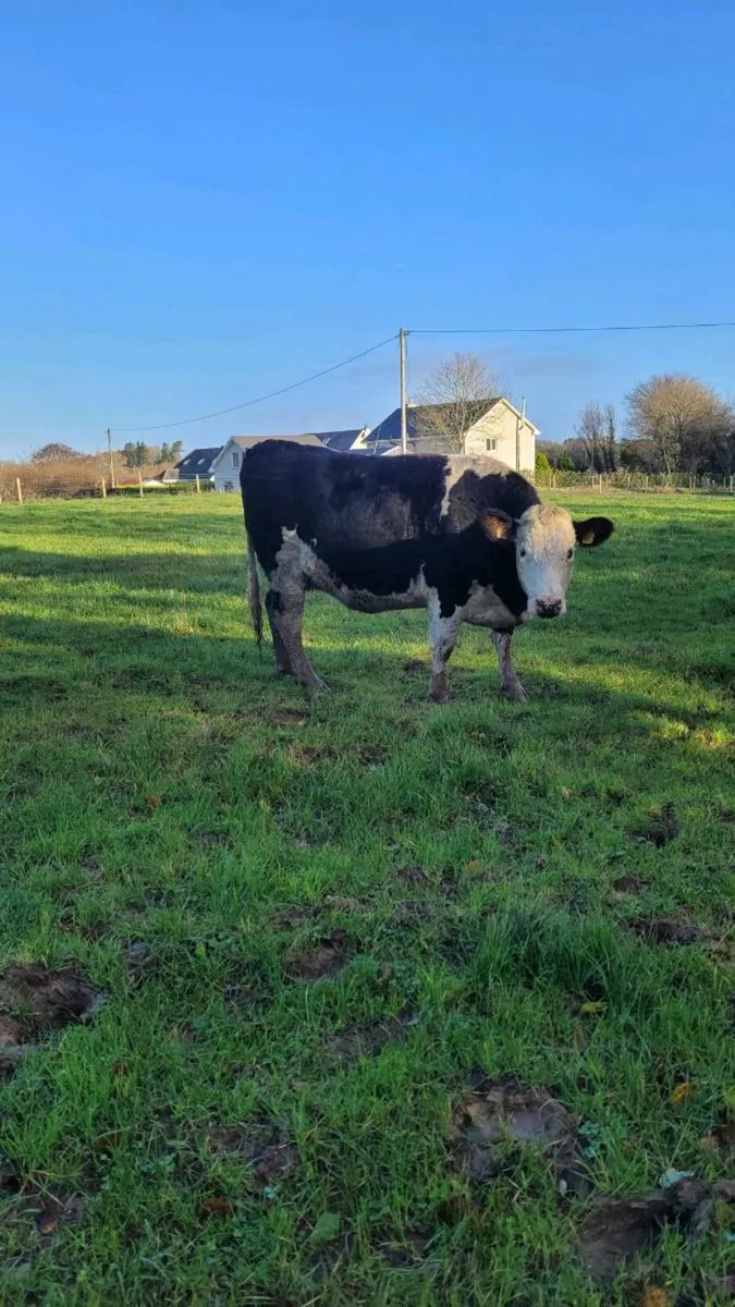 Incalf heifer - Image 3