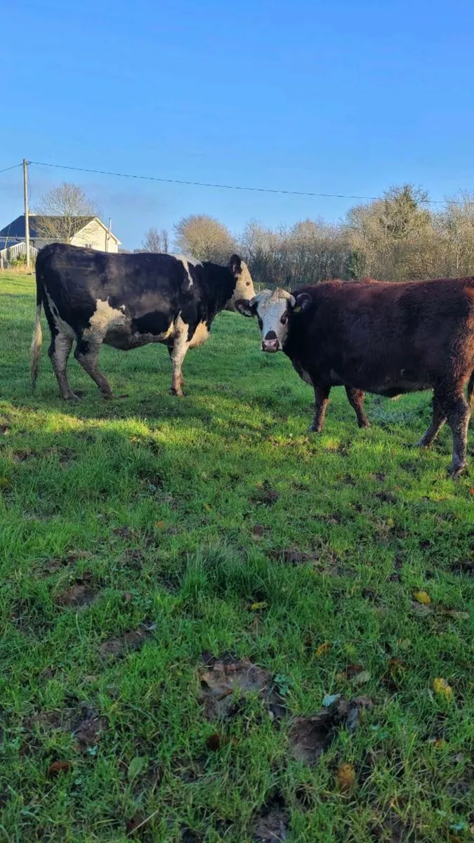 Incalf heifer - Image 4