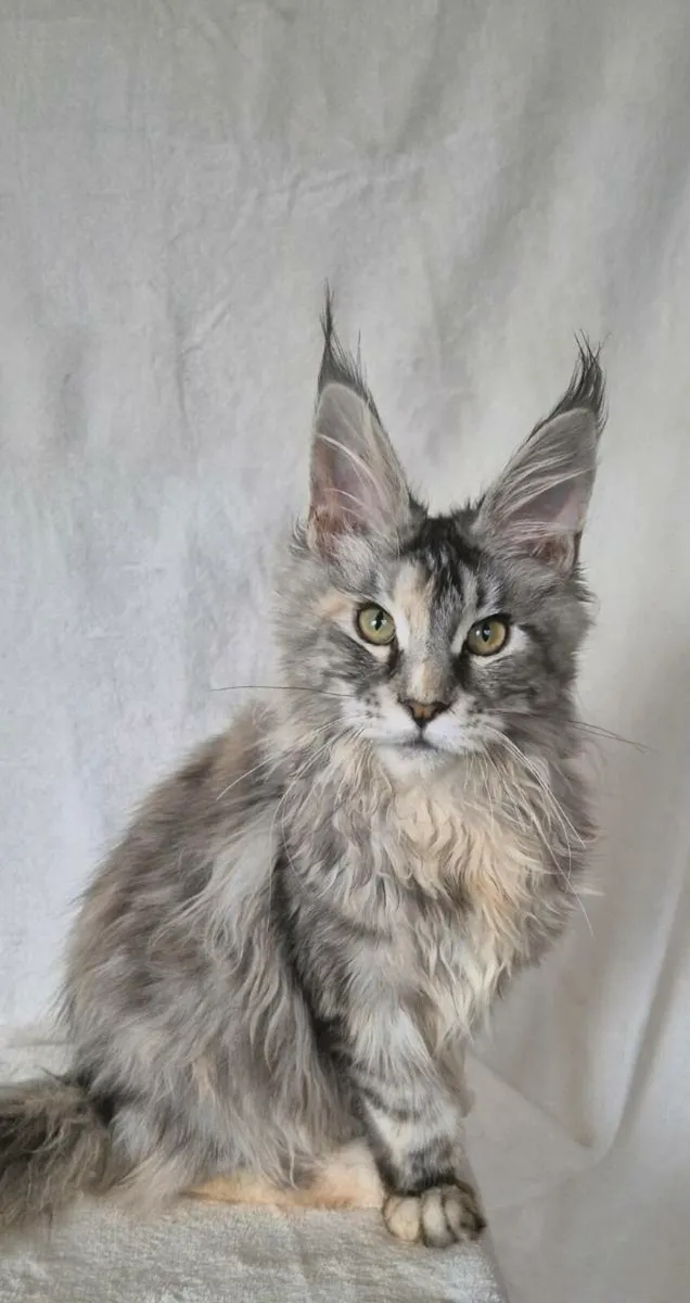 Maine Coon females - Image 2