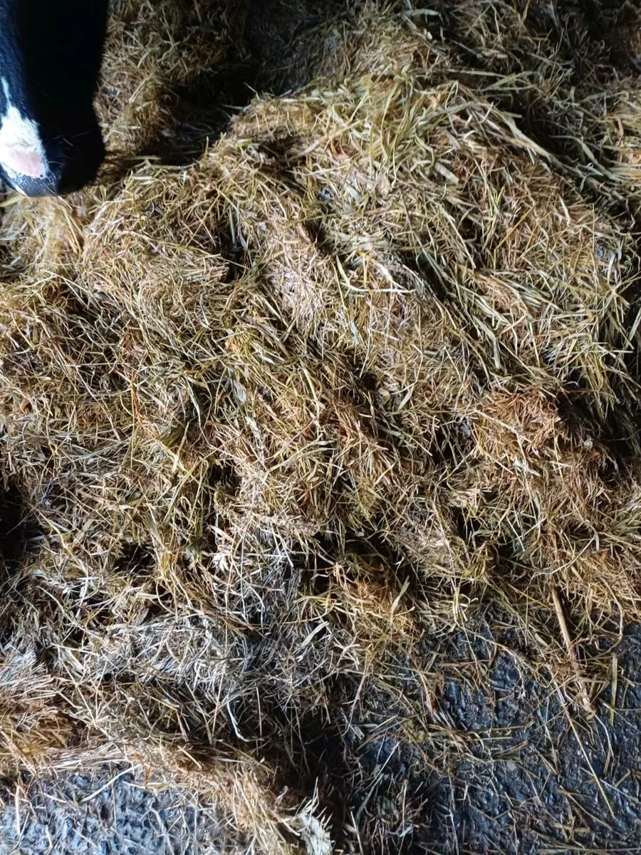 First cut silage for sale - Image 3