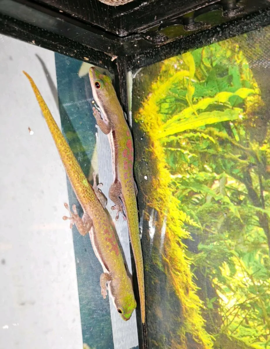 Lined day geckos - Image 1