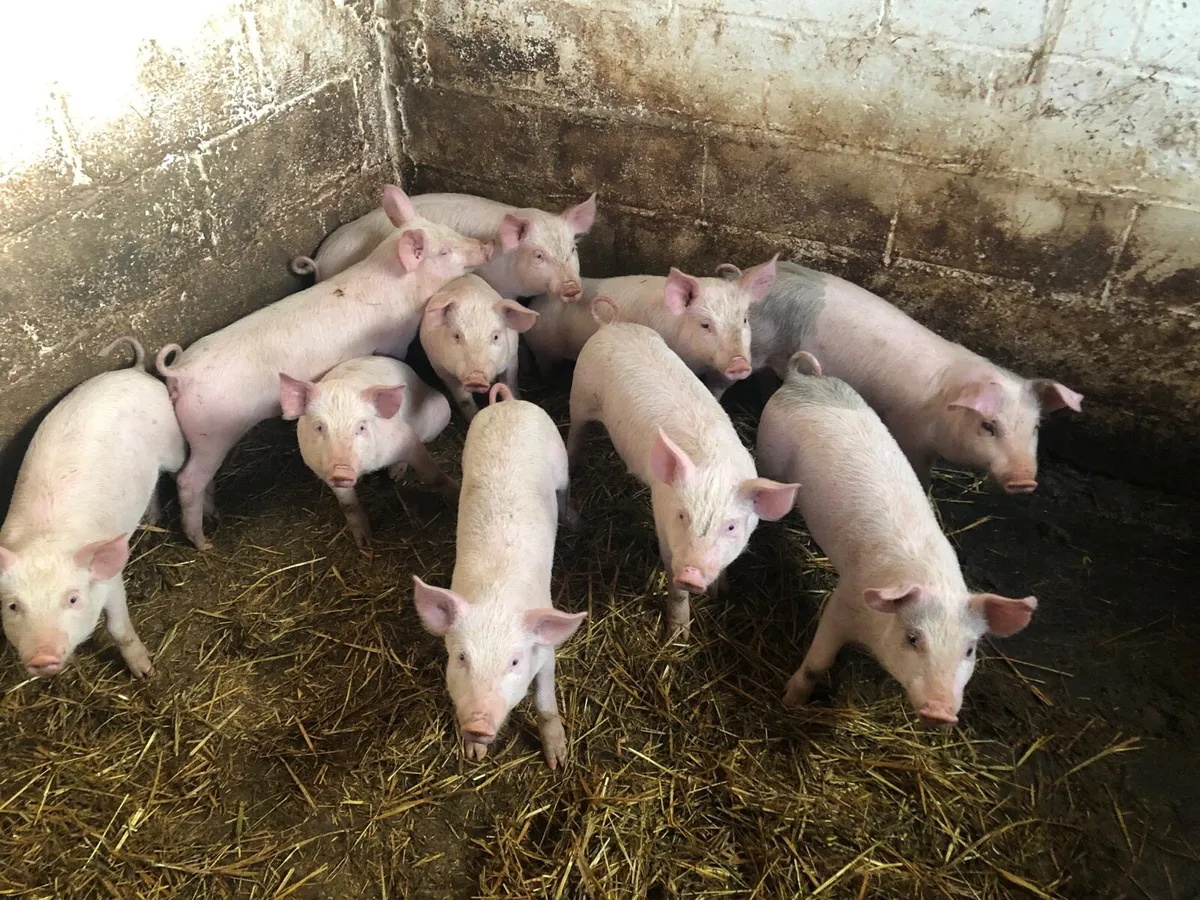 Piglets - Image 1