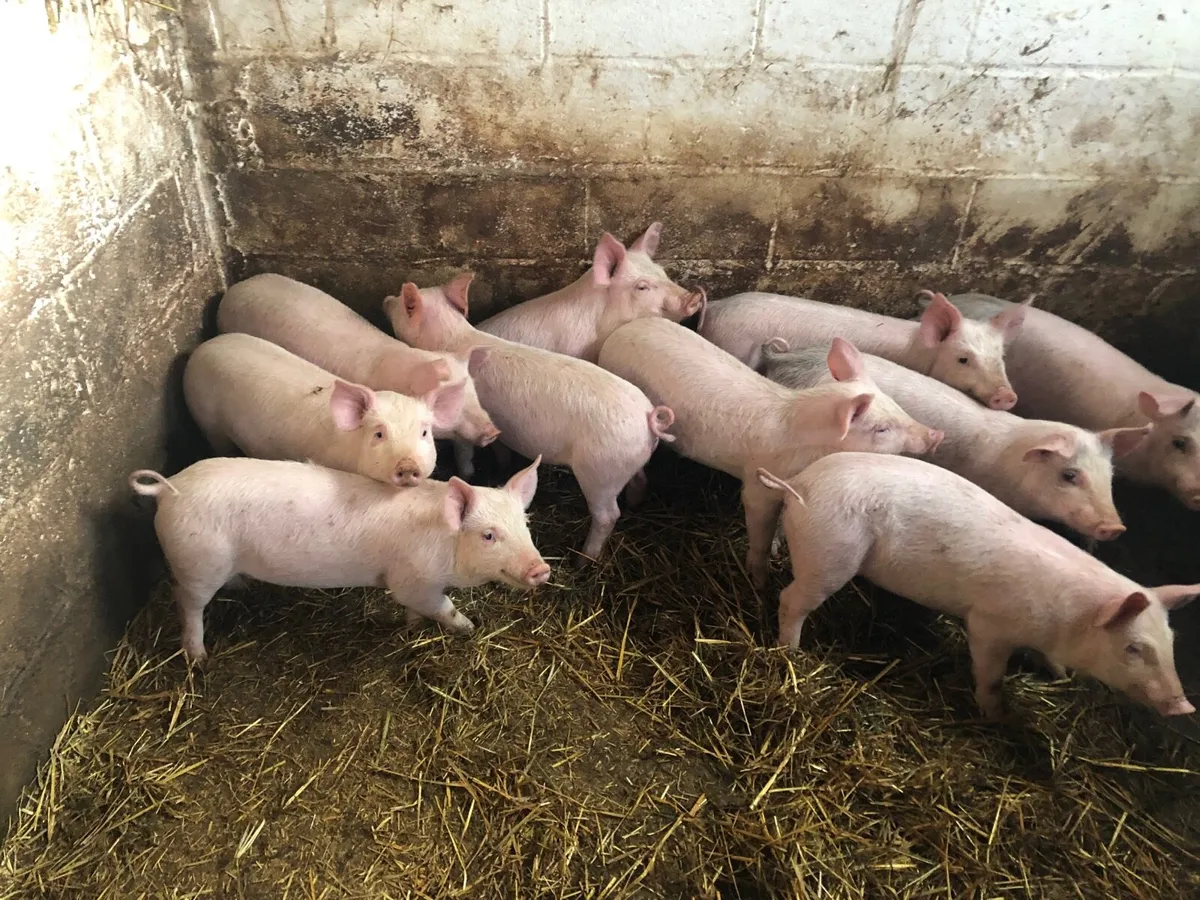 Piglets - Image 2