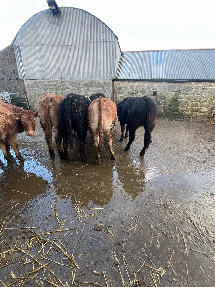 Store heifers - Image 1