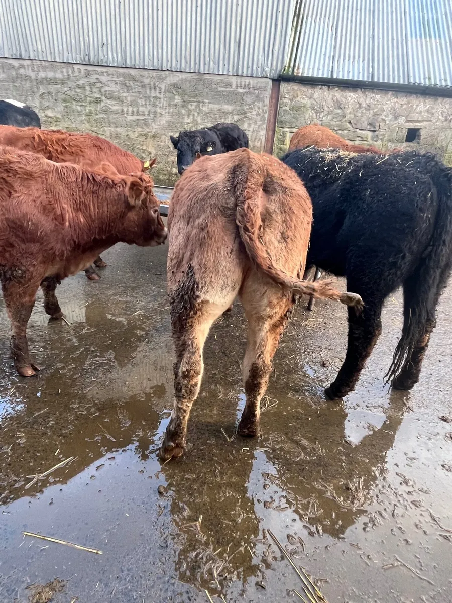 Store heifers - Image 3