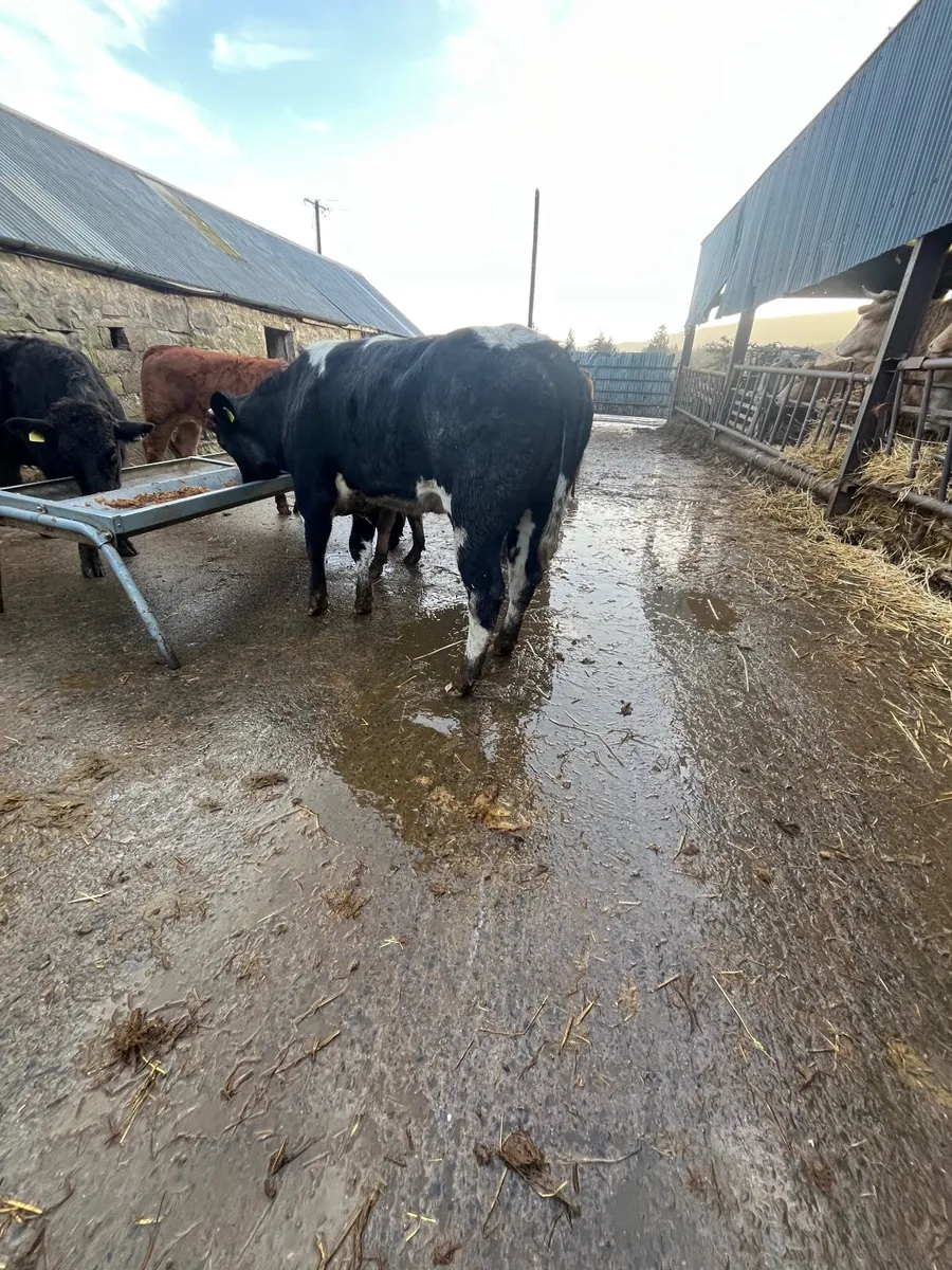 Store heifers - Image 4