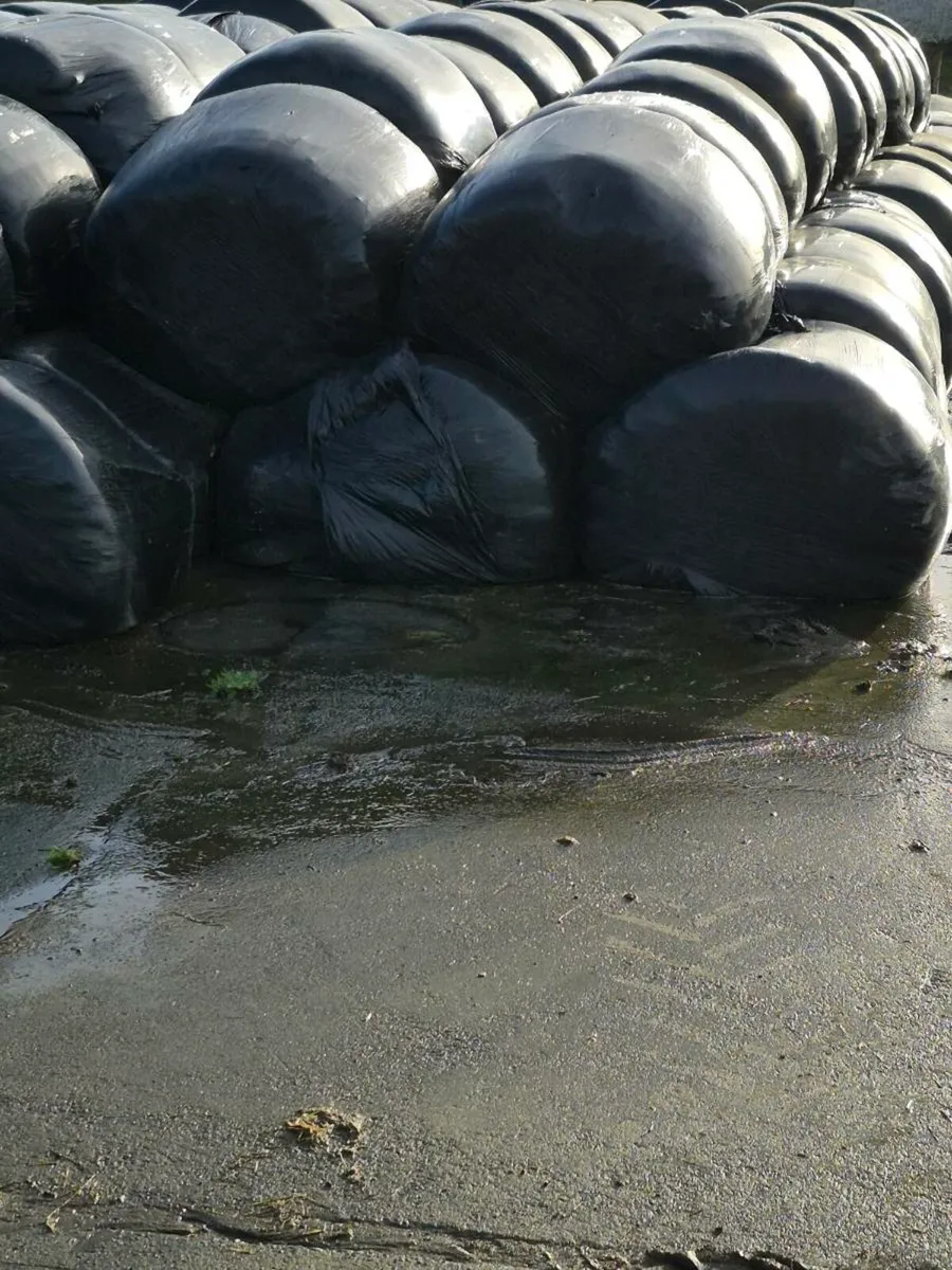 Silage bales - Image 1