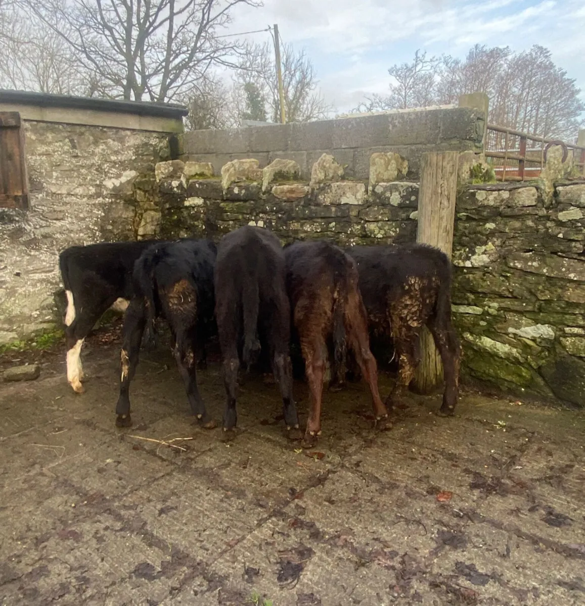 5 reared Aberdeen angus heifer calves - Image 1