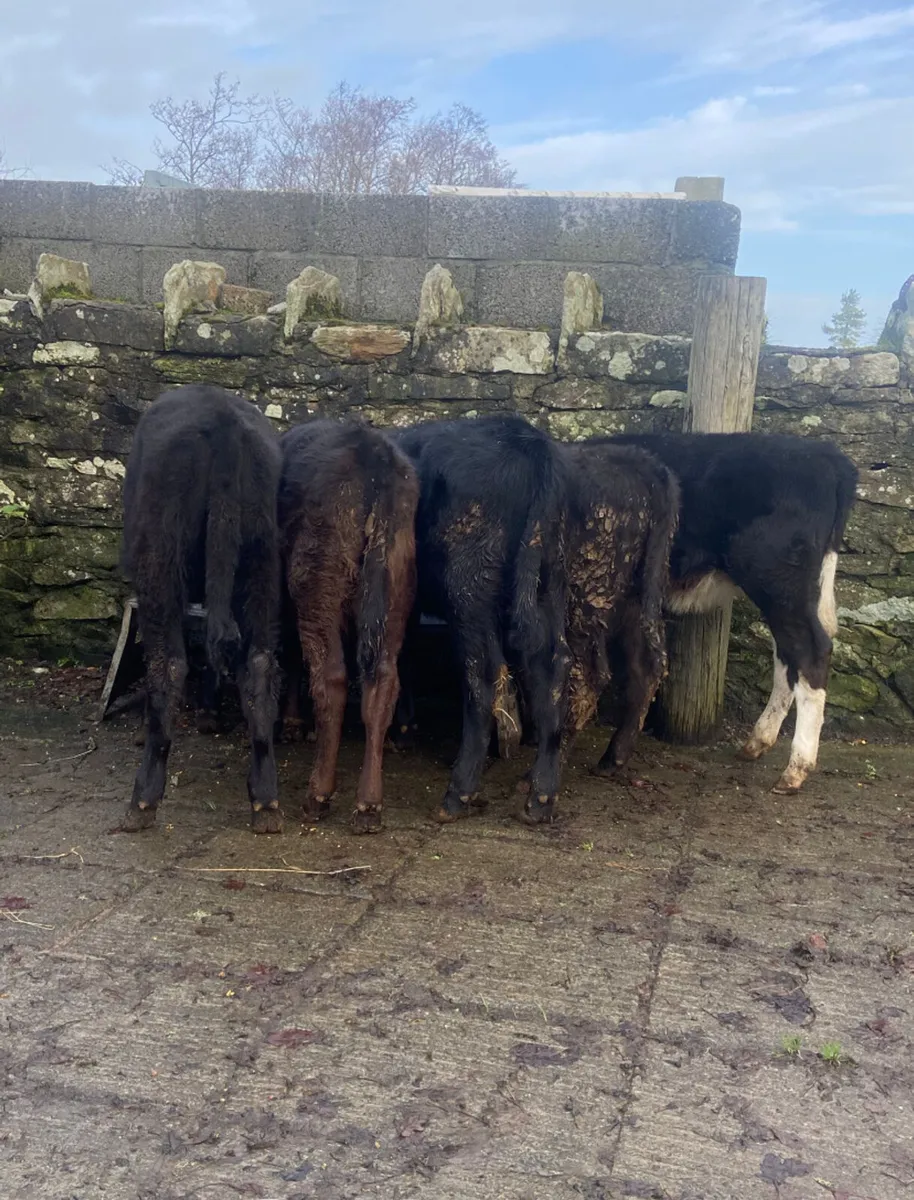 5 reared Aberdeen angus heifer calves - Image 2