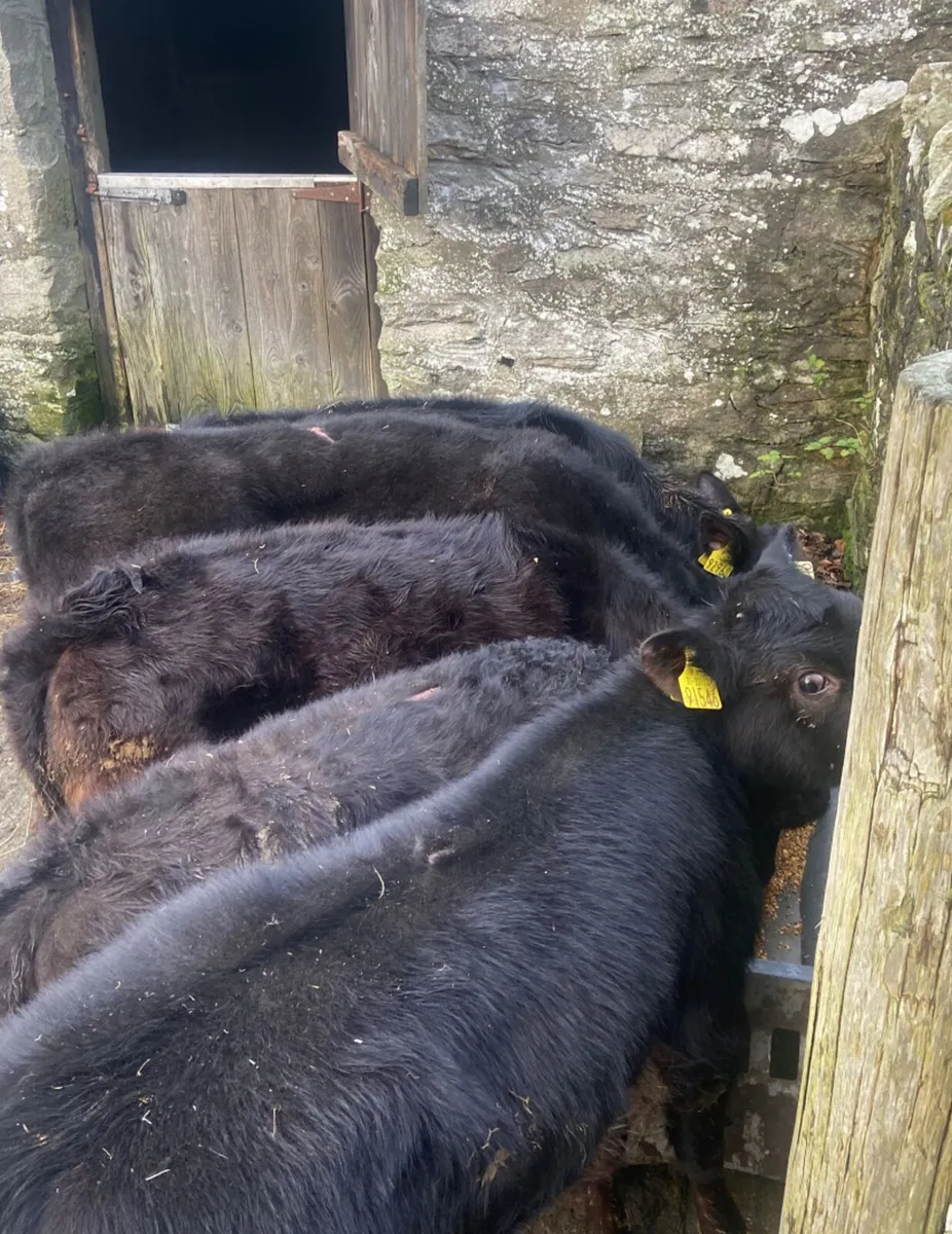5 reared Aberdeen angus heifer calves - Image 3