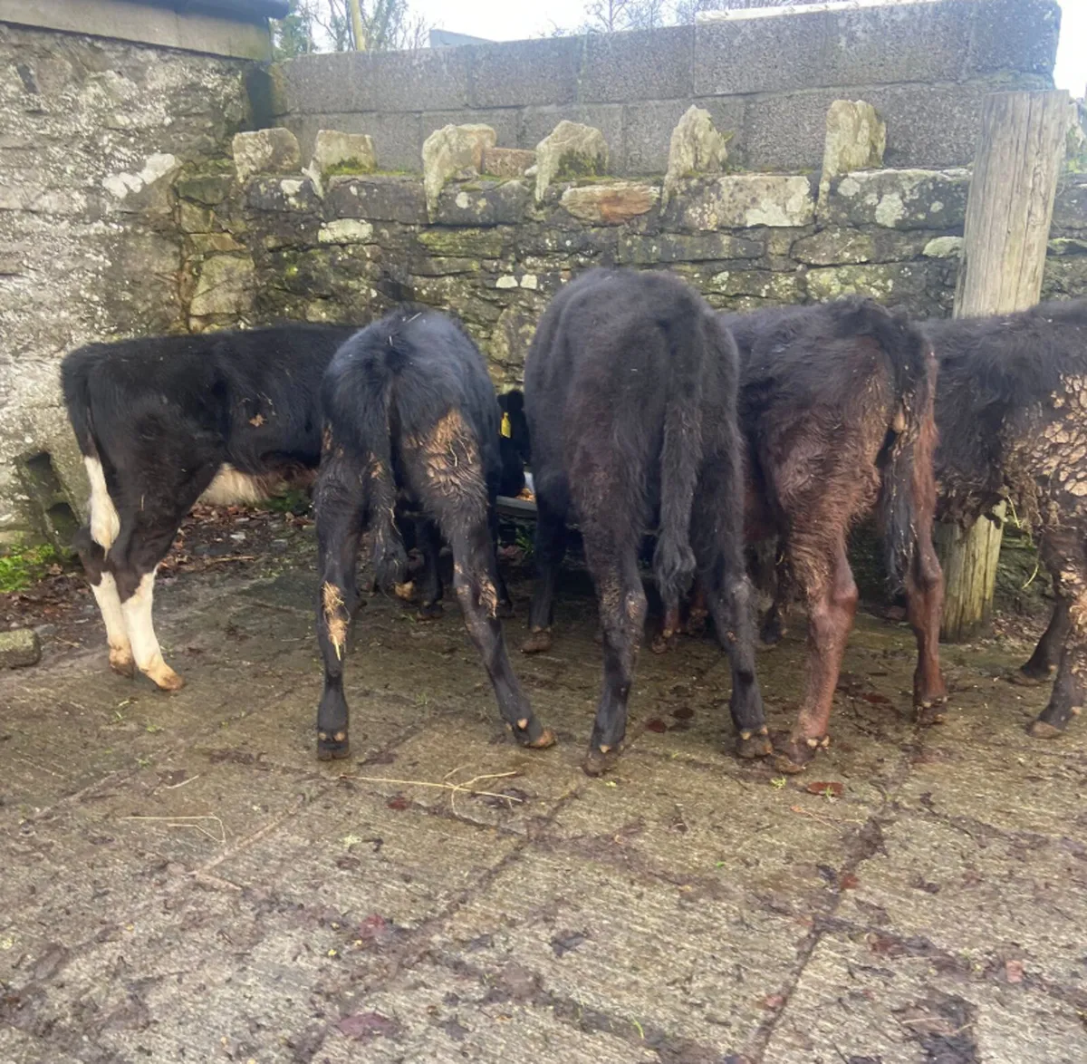 5 reared Aberdeen angus heifer calves - Image 4