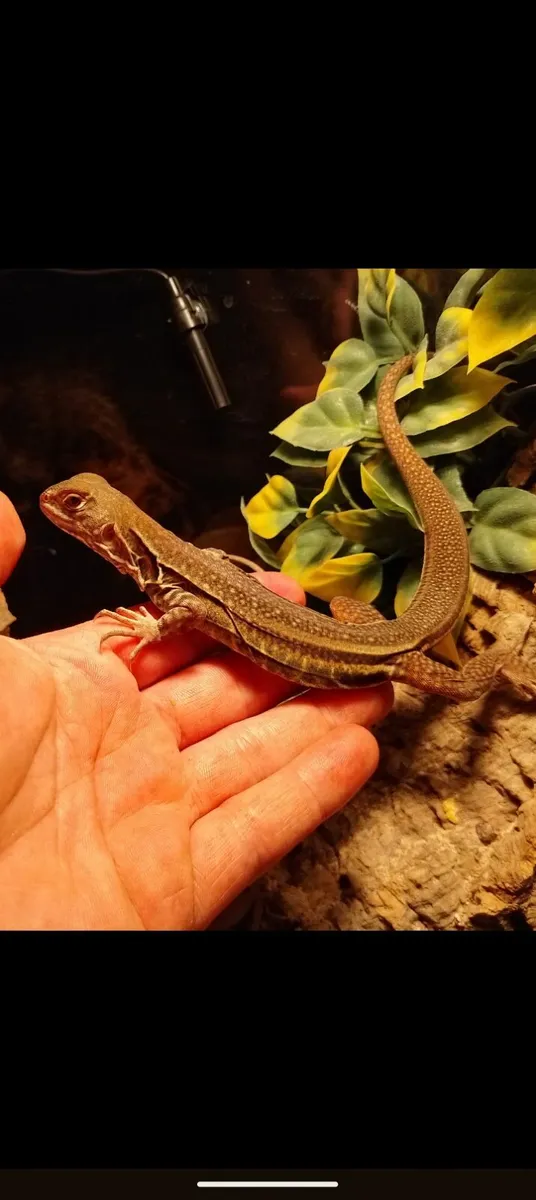 Agamas, lecertas, leopard gekos, - Image 1