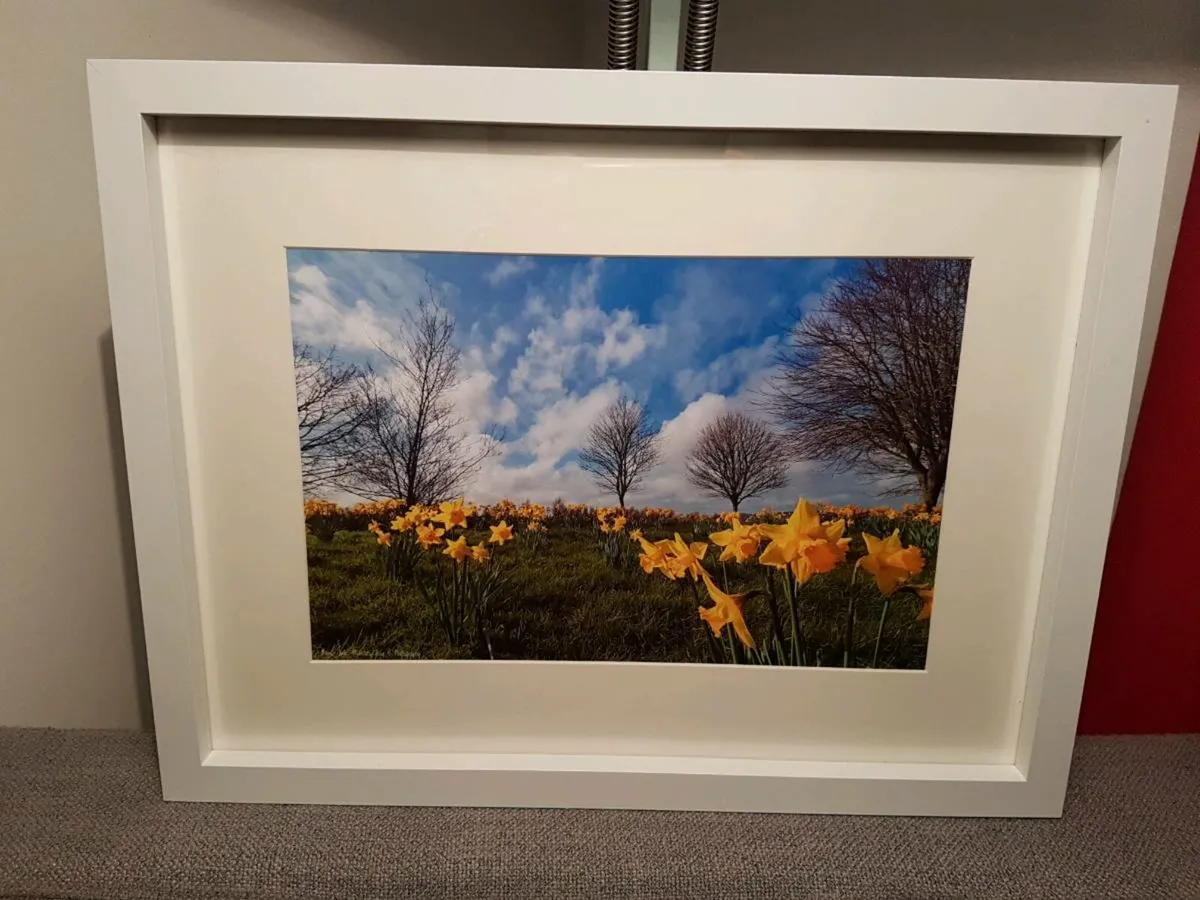 Daffodils in Bloom - Image 2