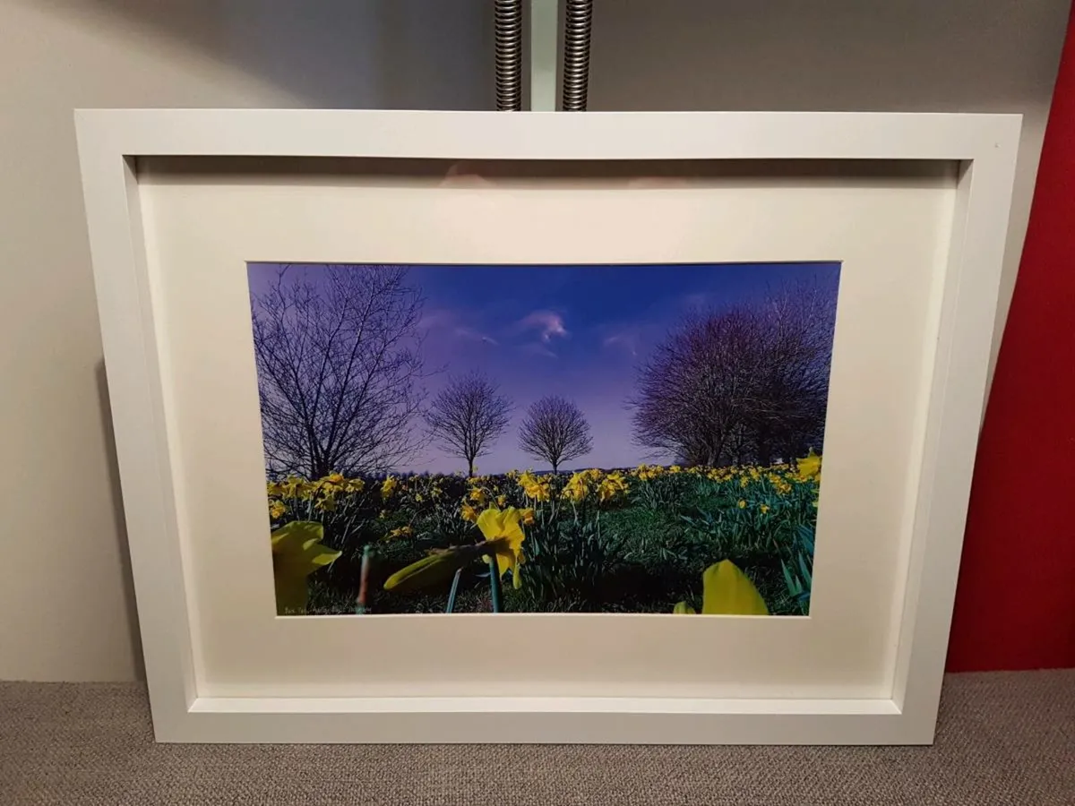 Daffodils in Bloom - Image 3