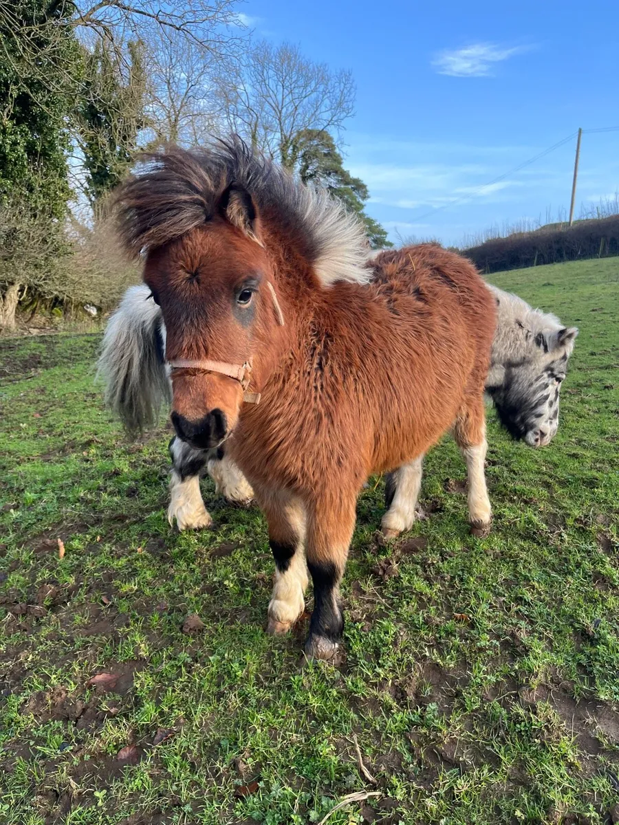 Falabella filly foal - Image 1