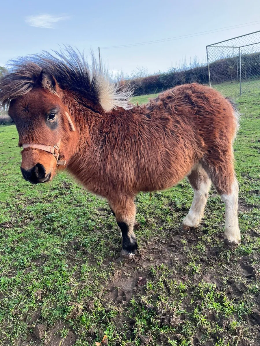 Falabella filly foal - Image 2